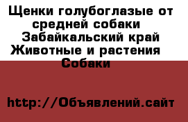 Щенки голубоглазые от средней собаки - Забайкальский край Животные и растения » Собаки   